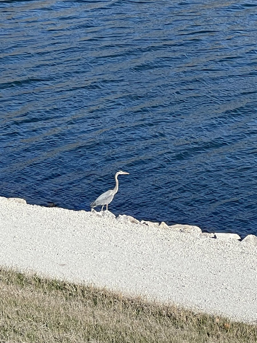 lautterback33's tweet image. This morning was a pleasant surprise @lake_cunningham. There were so many beautiful American white pelicans throughout the lake. I also saw a Blue Heron.