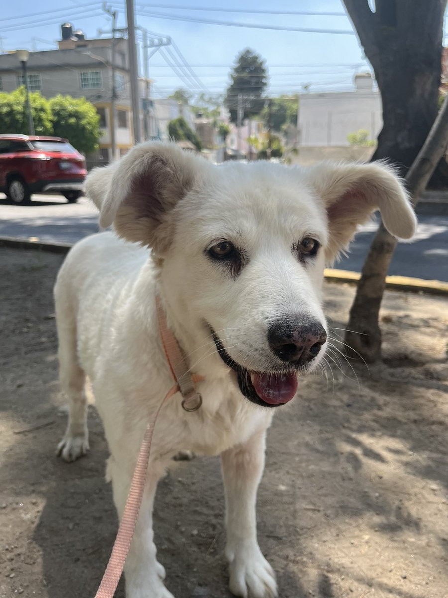 Cloi sigue en busca de una familia 🤍 Tiene 12 años,protocolo completo,talla grande. Estamos en CDMX