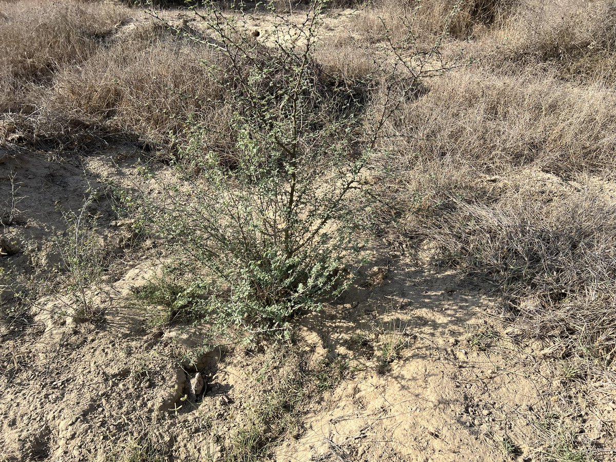 डाबला तालाब का बदलता स्वरूप : भाग -2 आदेस 🙏🏻🌳 भारतीय नव वर्ष की हार्दिक शुभकामनाएँ💐 हम सबके सतत प्रयासों से देव भूमि में डेढ़ साल पहले लगाए गए स्थानीय क़िस्मों के पौधे तमाम तरह की विषम दशाओं से संघर्ष करते हुए पेड़ बनने की राह पर आगे बढ़ रहे हैं । संलग्न फोटो कुमट के पौधों की…