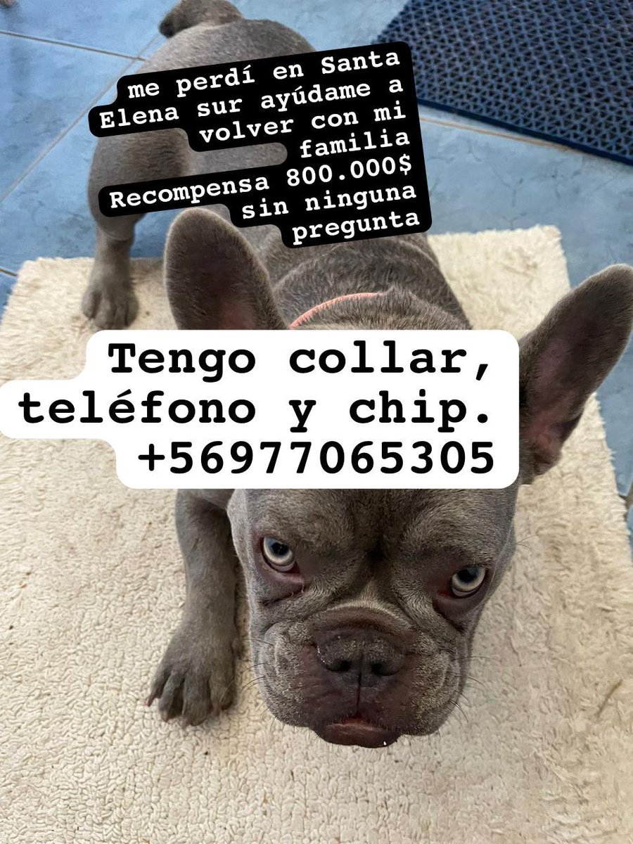 Su familia está desesperada, se perdió el viernes 05/04, su nombre es Ema y supuestamente se la robaron del condominio Santa Constanza en Sta Elena Sur. Ayuda, RT, compartir por favor. <a href="/Animalperdidocl/">Mascotas Perdidas</a> <a href="/bartorell/">#SoyBartorell</a> <a href="/TonkaTP/">Tonka Tomicic</a> <a href="/KathySalosny/">Kathy Salosny</a> <a href="/kattykowaleczko/">Katty Kowaleczko</a> <a href="/carolinapinoc/">Caro 🌲 C.</a>