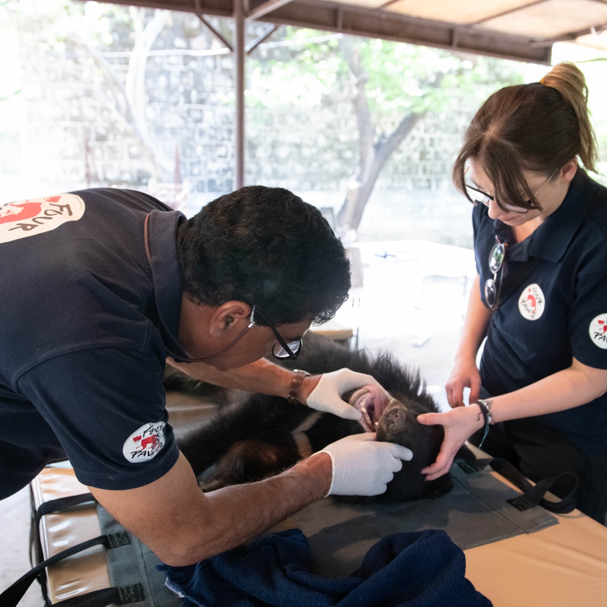 Our team have been working hard to provide urgent veterinary help to 8 bears that were subjected to cruelty as dancing or baiting bears. Their difficult past has certainly left its mark, but we're pleased they've now got a second chance at life! Stay tuned for updates!