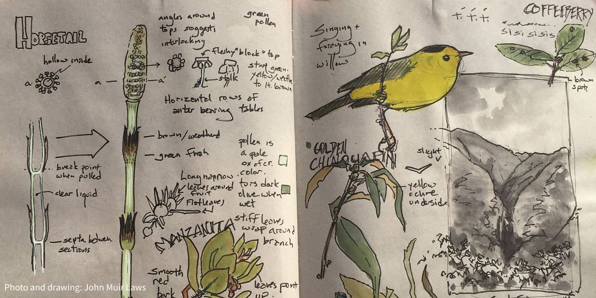 Want to become a better birder? Start a nature journal—writing, drawing, and counting birds and wildlife will help you notice new details and remember what you see in the field. On #DrawABirdDay, here’s some tips to get started. bit.ly/3LKuXDC