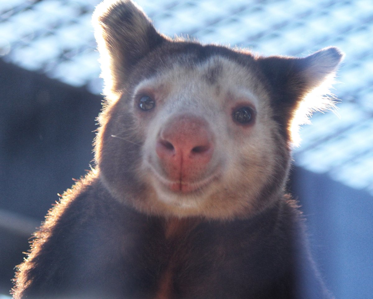 DenverZoo tweet picture