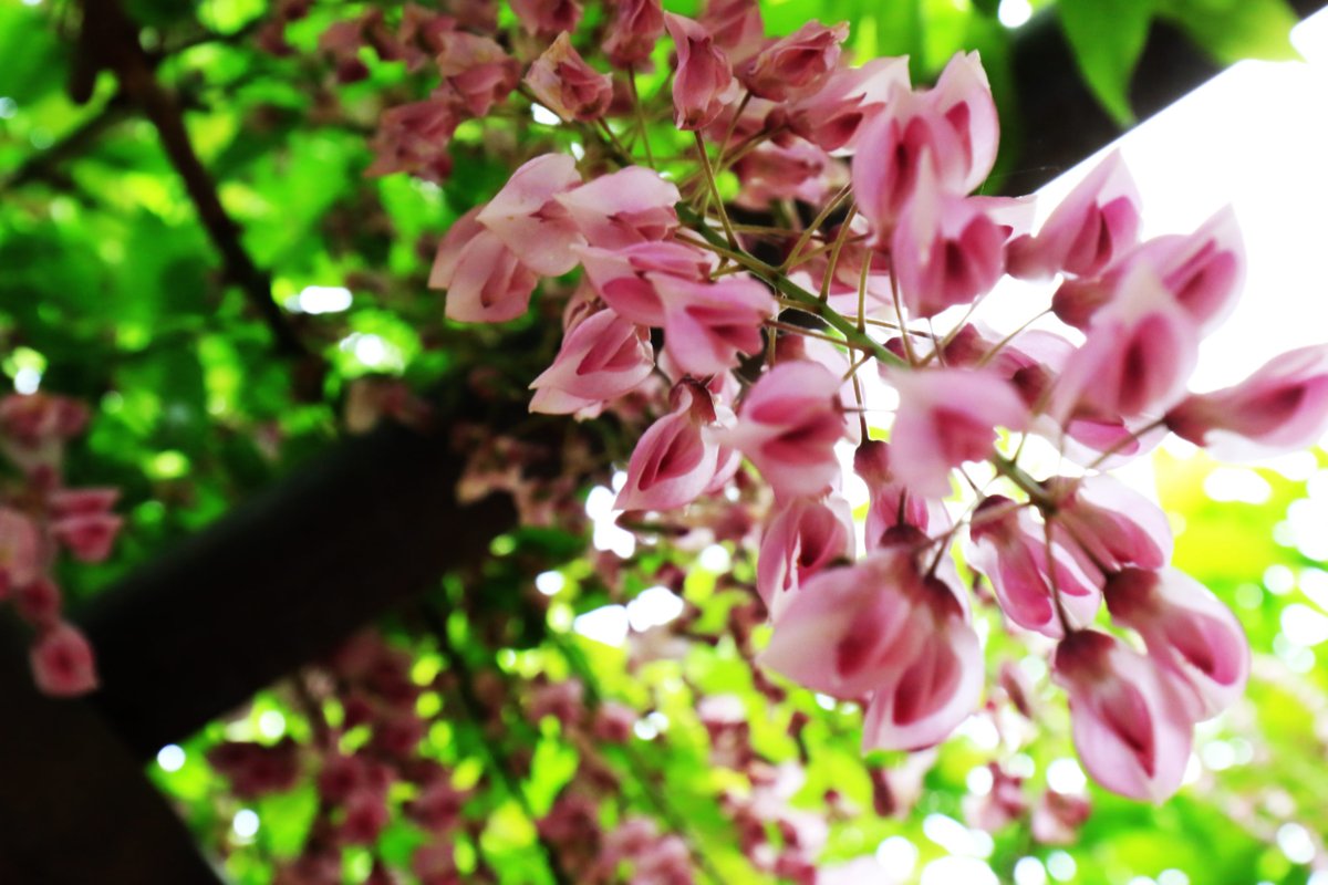 Wisteria, Fuji, will be blooming soon in Japan #Flowers #flowerphotography #gardening #garden #nature #flower #NaturePhotography #wisteria