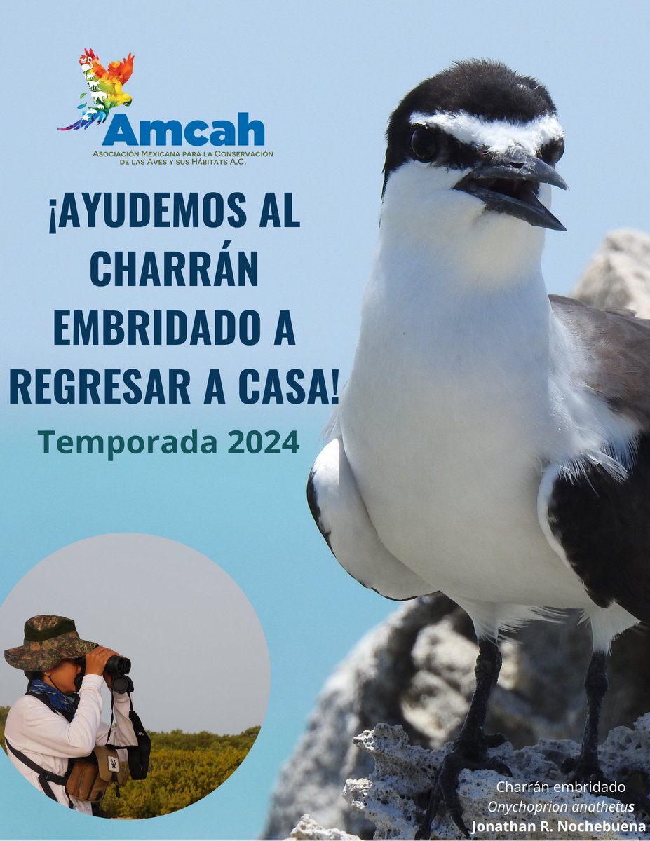 ¡Ya casi llega el charrán embridado al #caribemexicano!
¡Juntos por la conservación de las aves marinas! 

#seabirds #islacontoy #avesmarinas #MonitoreoAmbiental #conservacion #migration #teamebird #birds #birdwatching