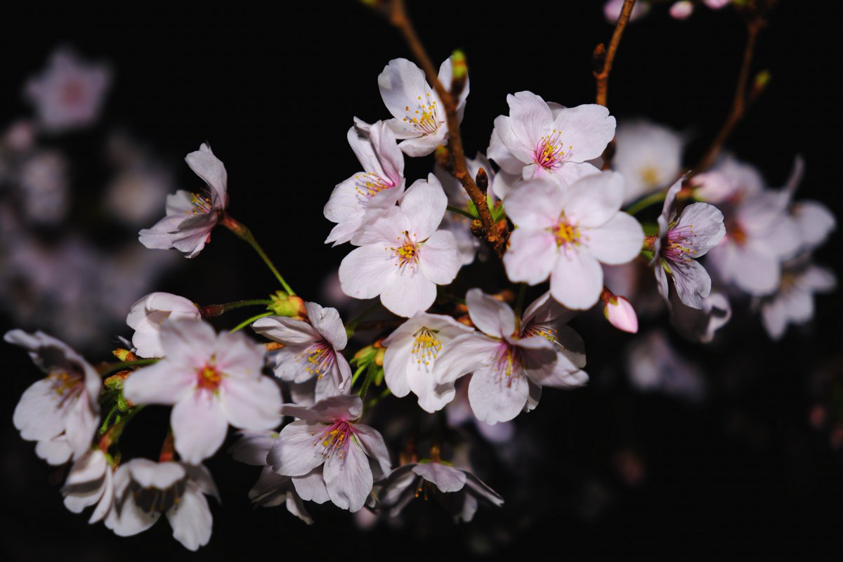 夜のソメイヨシノを背景に🤳 人がいない暗闇で、写真を撮ってきてわ🌸 画像３枚目の桜の後ろの灯りは、１枚目の背景に写っている赤信号と青信号と街灯です🚥 .(\_(\🇯🇵🍥🎌 (๑•ᴗ•)＜Follow me💕 o_(“)(“)❦Follow back💯 #相互フォロー希望 #リポスト希望 X-T3 SIGMA 56mm F1.4 DC DN SILKYPIX