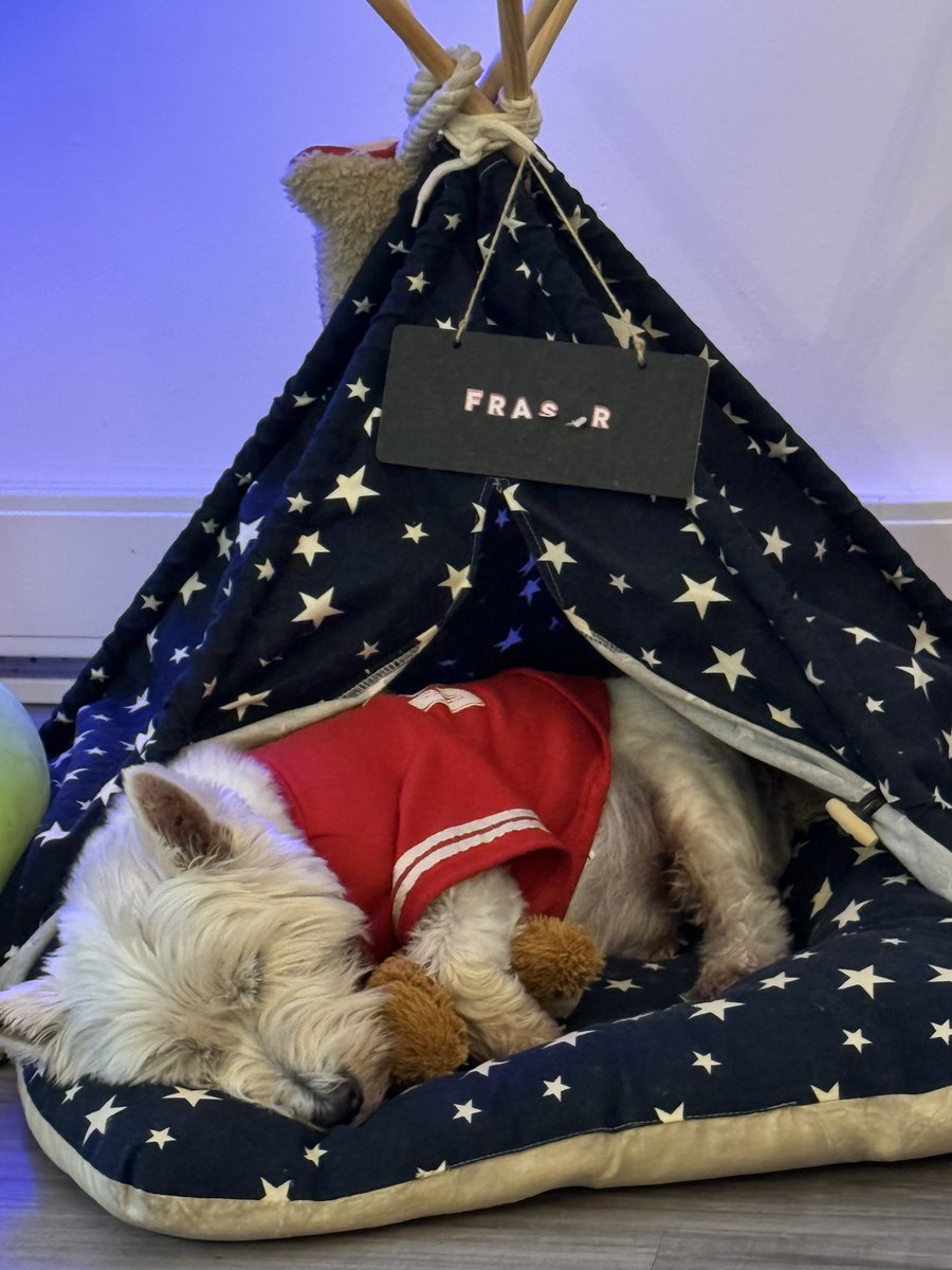 Even Rory the westie needs a teddy to cuddle at snoozie time! #roryandfraser …. He stole his brothers teepee!