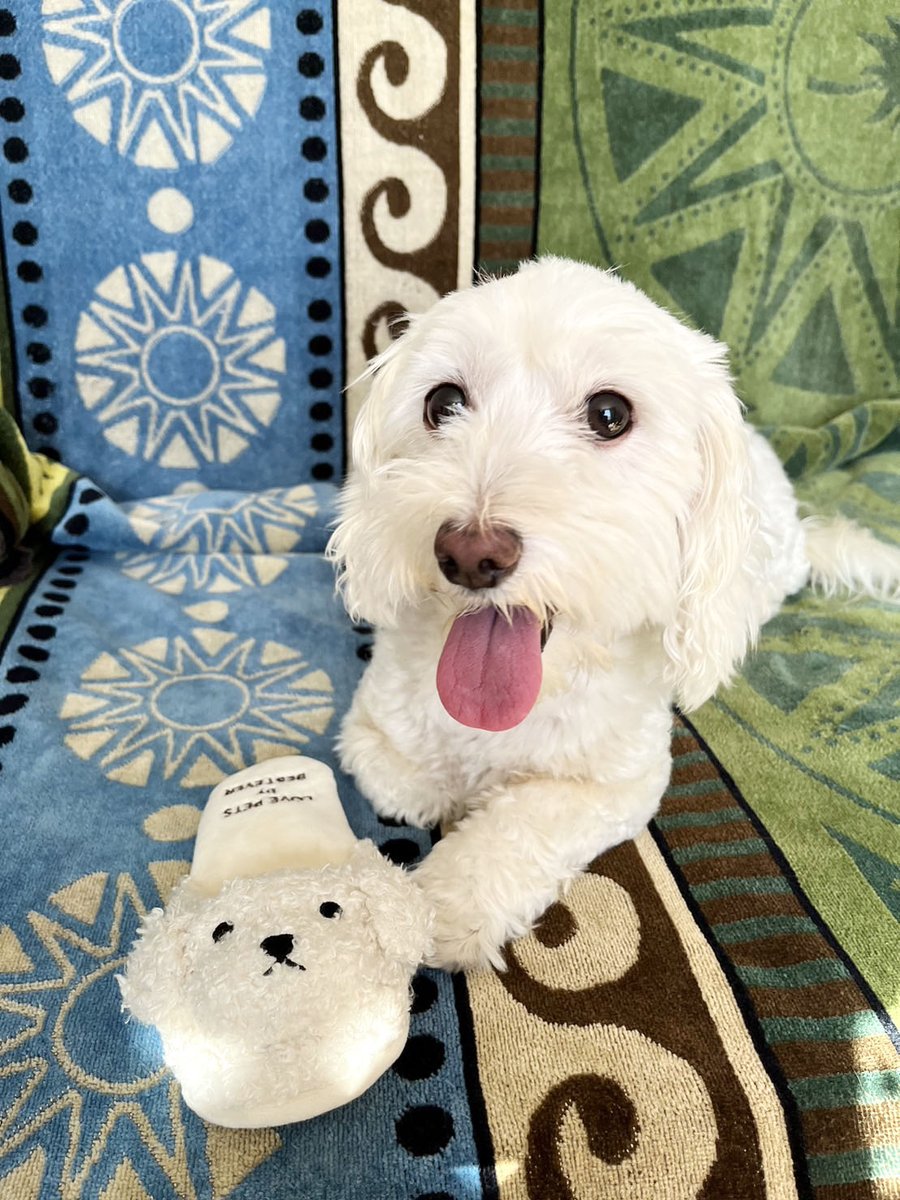 BesteverJapan's tweet photo. スリッパのおもちゃ、
今こんなに種類あるんだよ。大人気♡
#lovepetsbybestever
#ペットトイ
#犬のいる生活 https://t.co/IGGZTEXleK