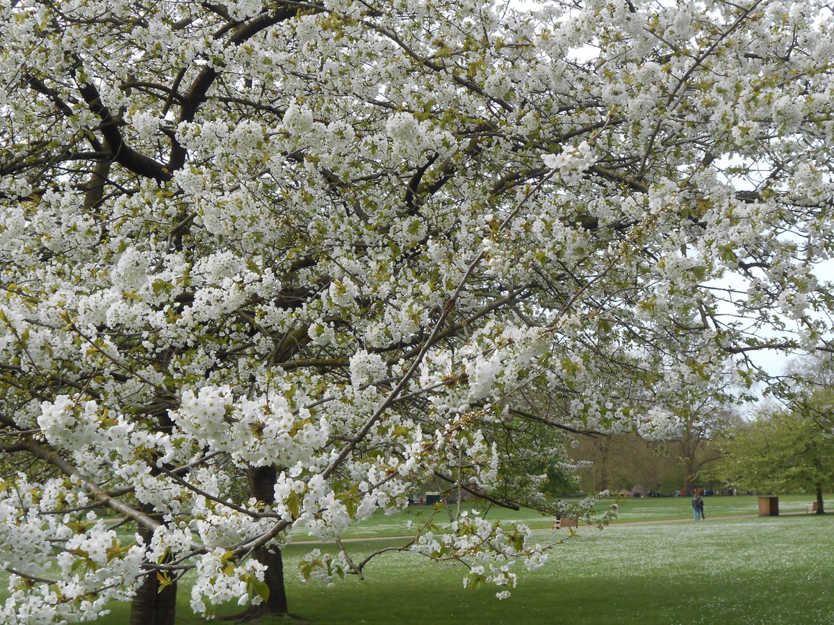 Blossom - #StJames’sPark ⁦@theroyalparks⁩ ⁦@TRPGuild7⁩ ⁦@ThorneyIslandSo⁩ #pure