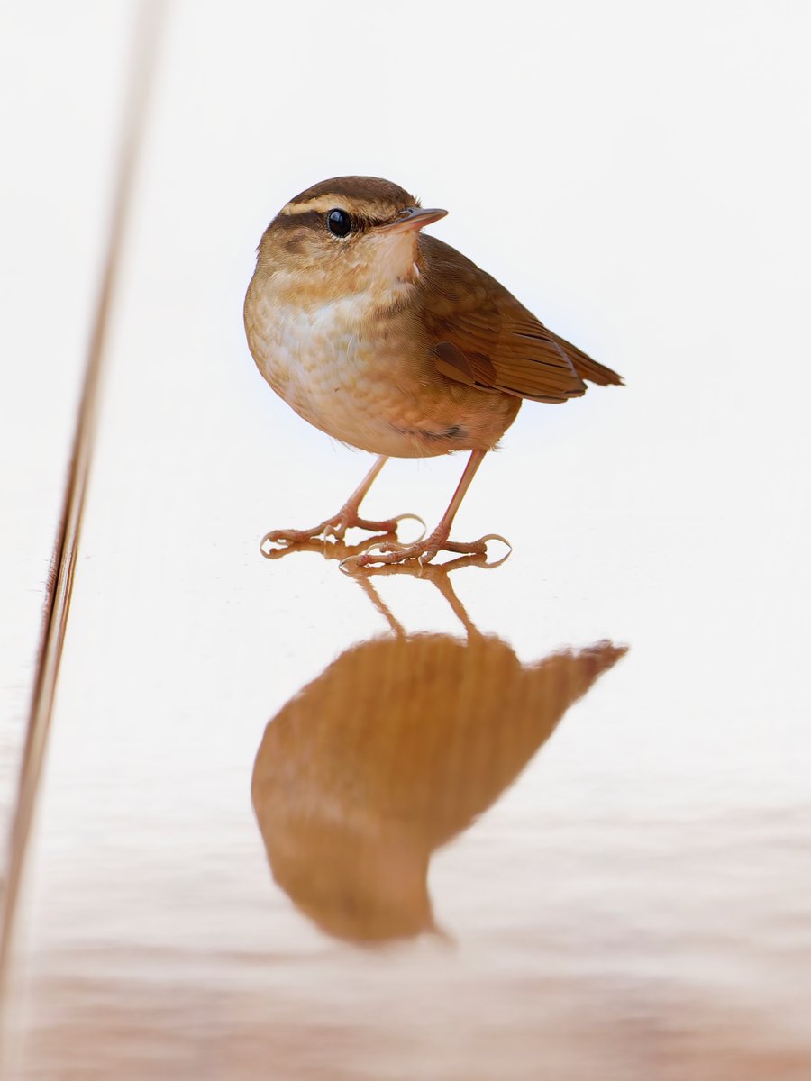 山の中でもなかなか見つけられないのに、我が家に珍客のヤブサメちゃんです🤣
玄関の生け花の水を飲んでました笑

光の反射した廊下にいるところをパシャリ。もう初夏ですね、無事に山の中へお帰りなさいませ～👋

#ヤブサメ 
#α1 #SEL600F40GM