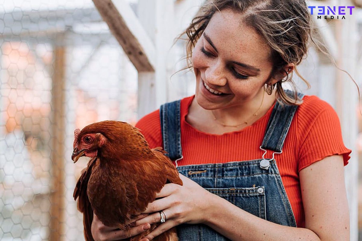 UK chicken owners must now sign up with the Government or face a potential £5,000 penalty as part of new regulations to fight bird flu.