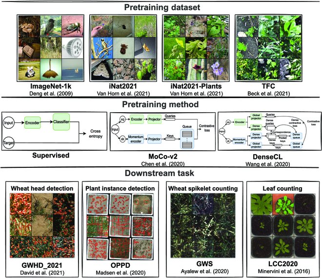 Unlocking potential in plant breeding with self-supervised learning! We explore SSL's impact on image-based phenotyping, comparing methods & datasets for improved crop selection. #PlantPhenotyping #SelfSupervisedLearning
Details:spj.science.org/doi/10.34133/p…