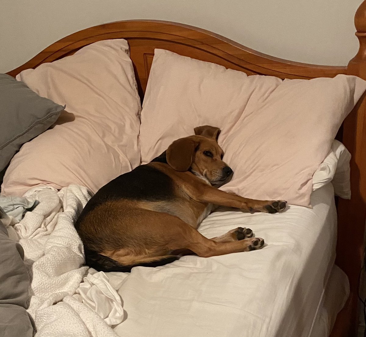 We #beagles deserve comfort. Claim that bed as your own. <a href="/beaglefacts/">Beagle Facts</a>