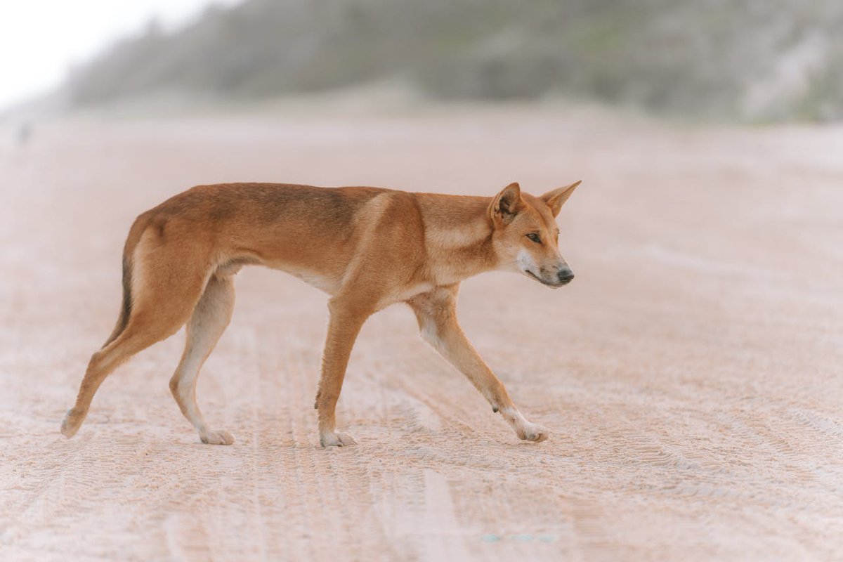 EVENT: 'Dingo DNA to Sheep Smarts' @pintofscienceAU Explore the history of dingos through ancient DNA and the truth behind how clever sheep are! 🧠 🍻 + 🔬 - what a combo! 📅 13 May ⏰7pm 💲 $8 📍 Wheatsheaf Hotel, Thebarton pintofscience.com.au/event/dingo-dn… @ACAD_Research_