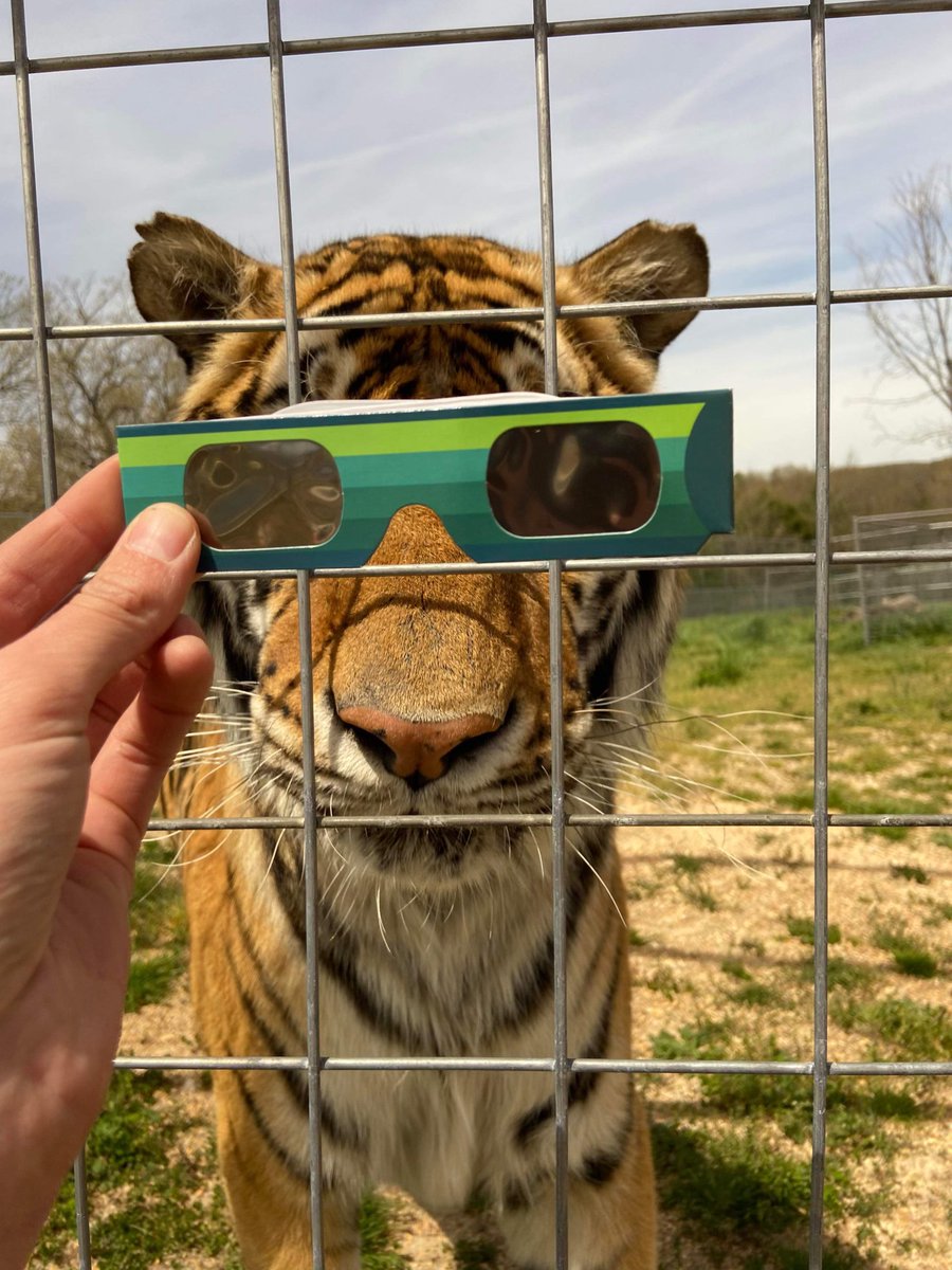 Solar Eclipse 2024 - Animal Care Staff was out and about to see how the cats would react to the solar eclipse. Did you see the LIVE Walkabout?

#fun #funny #laugh #funnyanimals #laughs #laughing #humor #humorous #comedyposts #FunnyCats #TCWR #TurpentineCreek #GFAS