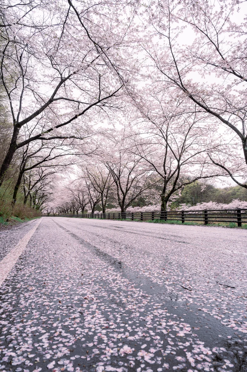 埼玉県寄居町 (@yorii_official) / X