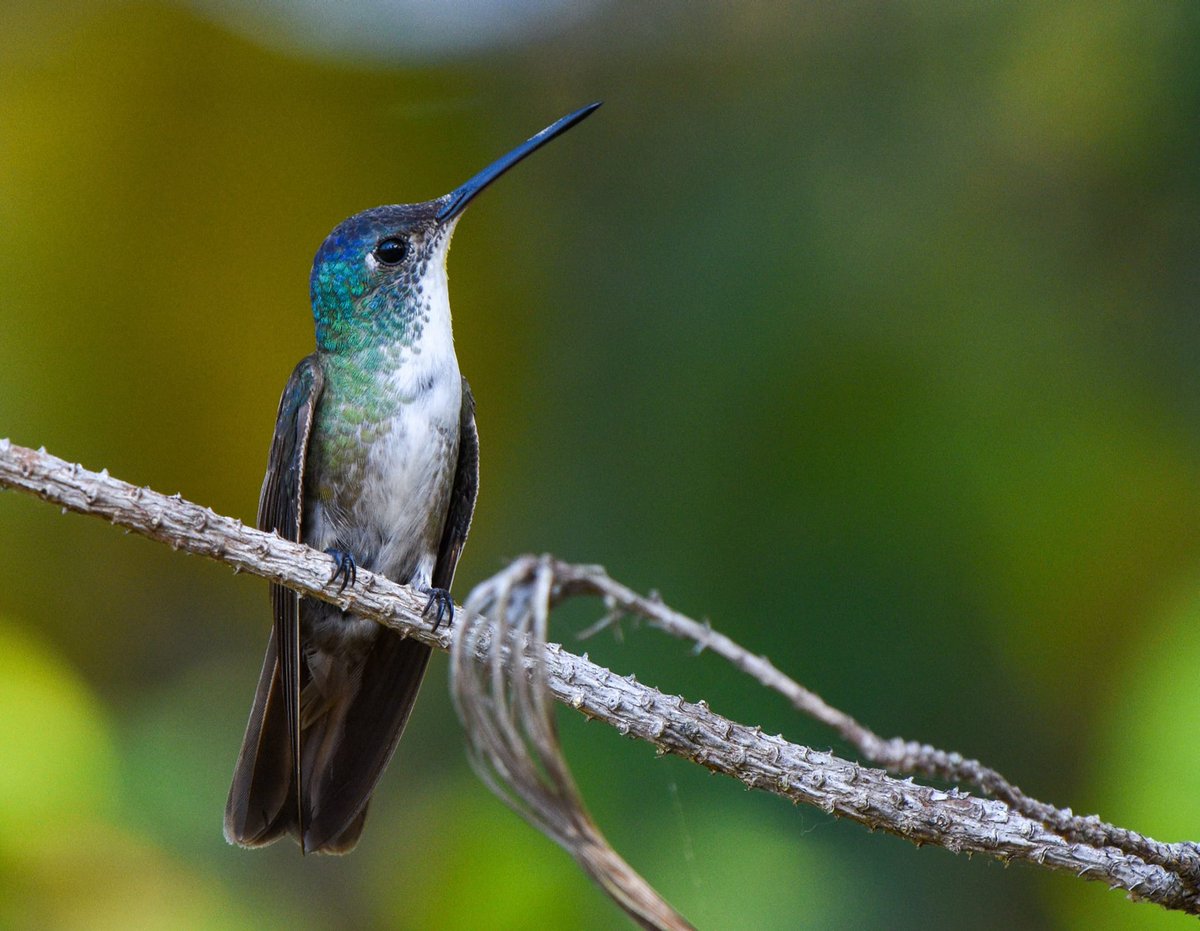 Species: Azure-crowned Hummingbird (Saucerottia cyanocephala)
Location: Mountain Pine Ridge Forest Reserve, Belize 
Status in Belize:  Fairly common to uncommon resident 
Photo credit 📷: Luis Peña