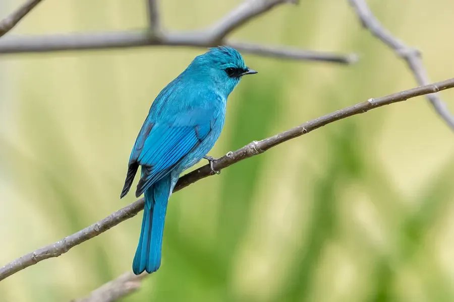 The verditer flycatchers have shown up in Xiamen in bunches, wandering in Lakeside Park amongst the trees. With their bright blue feathers, they look like little “sapphires” in the branches. Have you spotted those beautiful and adorable birds before? #VisitXiamen #VibrantXiamen
