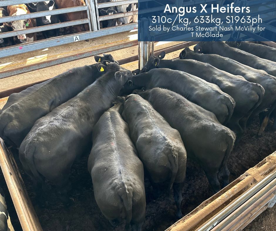 A few more results from yesterday's sale in Mortlake. 🐮

#wvlxvic #primecattlesale #AngusPremium #HerefordCattle #LimousinCattle #aussiebeef