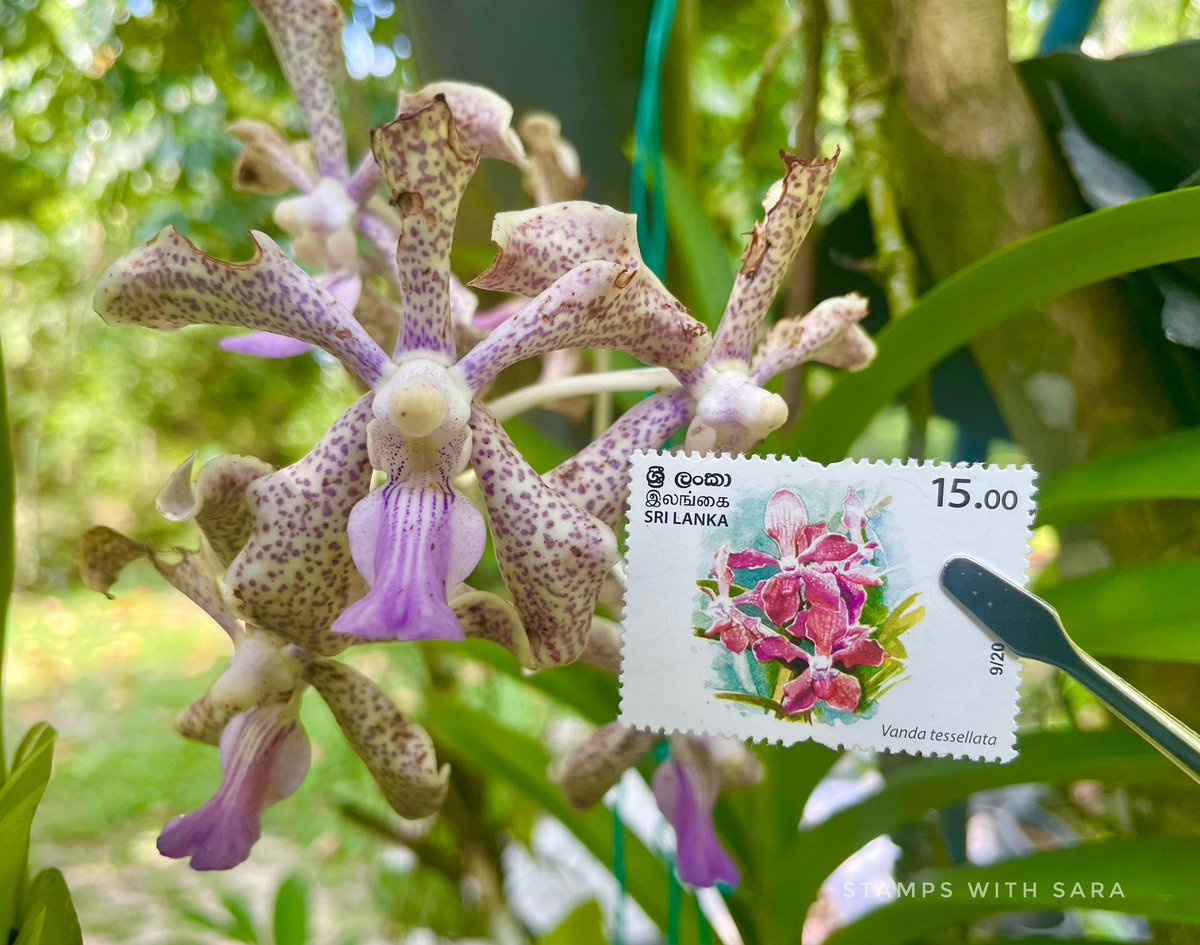 Vanda tessellata 
Sri Lanka 2020
Theme : Flowers 

#stampswith_sara #XtremePhilately #philately #SriLanka #Vanda #Orchids #vandatessellata