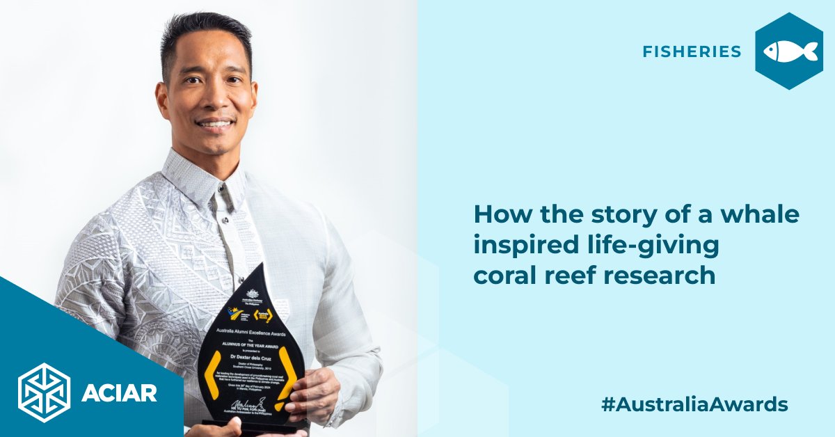 🐳 🐠 Former #ACIAR #JAF Dr Dexter dela Cruz is a #coralreef restoration expert who helped pioneer IVF techniques for corals, earning recognition as the Australian Alumni Excellence Awards Alumnus of the Year. Read more bit.ly/3xq0uc9 #AustraliaAwards #ACIARAlumni