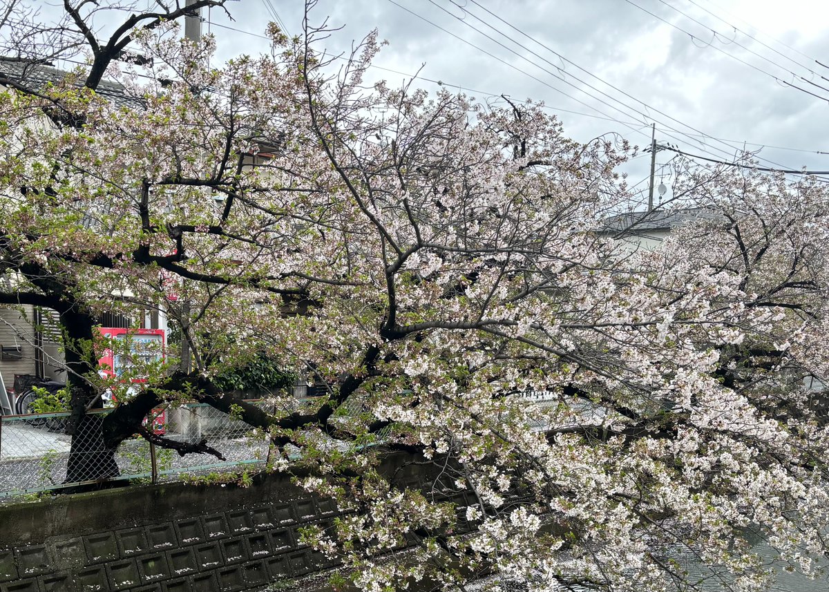 Oh, what a difference a day (or, rather, a night of strong wind and rain) makes...

visualanthropologyofjapan.blogspot.com/2024/04/oh-wha…