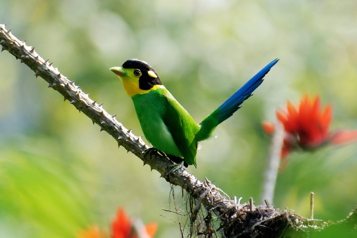 Journey of the Enigmatic Long-Tailed Broadbill @pargaien @UKNikon #indiaves @Natures_Voice #ThePhotoHour #BBCWildlifePOTD @AnimalPlanet @DiscoverKorea_ @WildlifeMag @NikonUSA @natgeoindia @BBCEarth #BirdsOfTwitter #nikoncreators @DiscoverMag #birds @CornellBirds #birdwatching