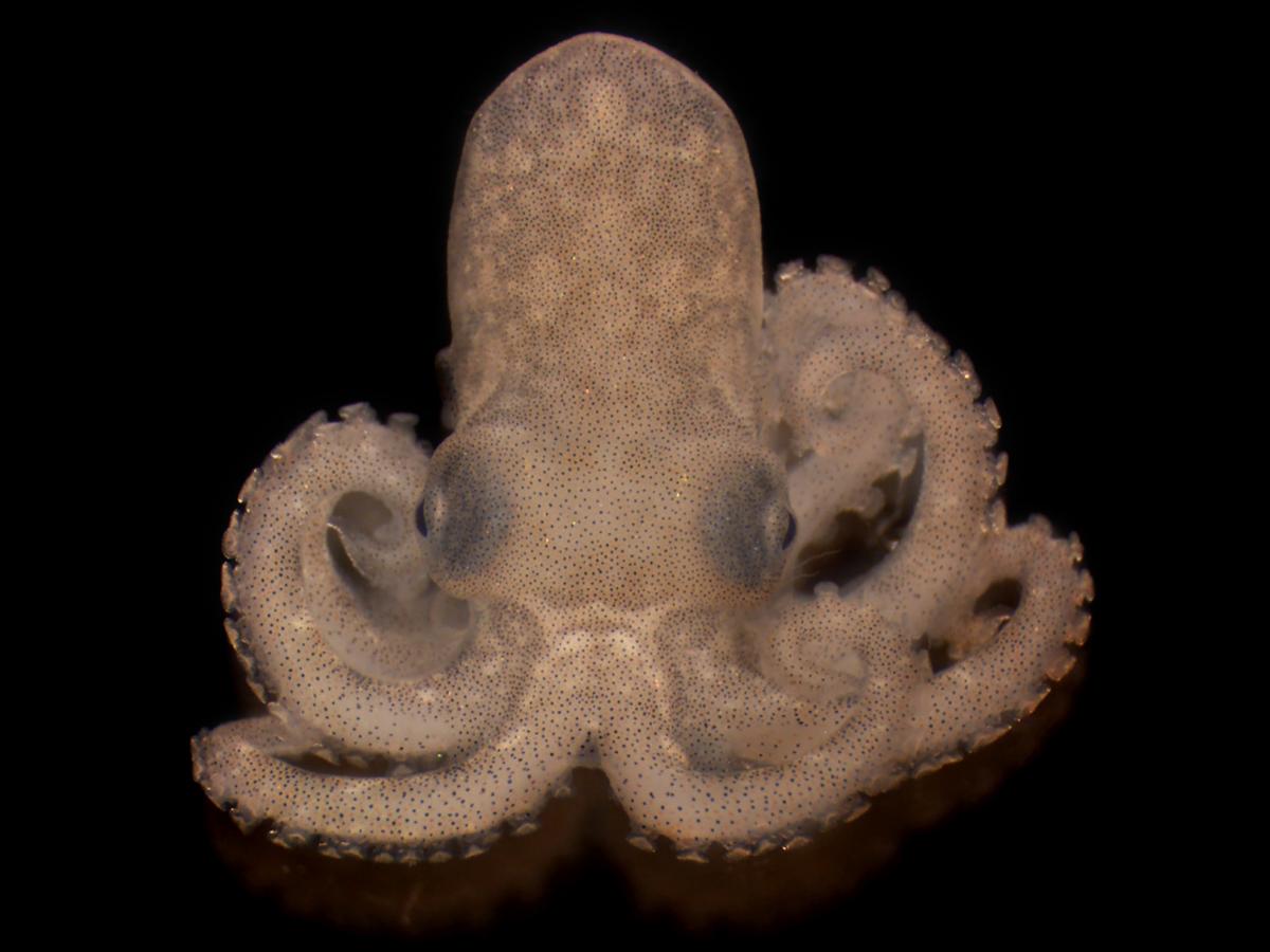 #NEWPAPER in @GlobalChangeBio 🐙Climate change is ⬆️ octopus numbers but the projected ocean warming could impact their vision & survival @qiazhua Find out more 🔗 blogs.adelaide.edu.au/environment/20…