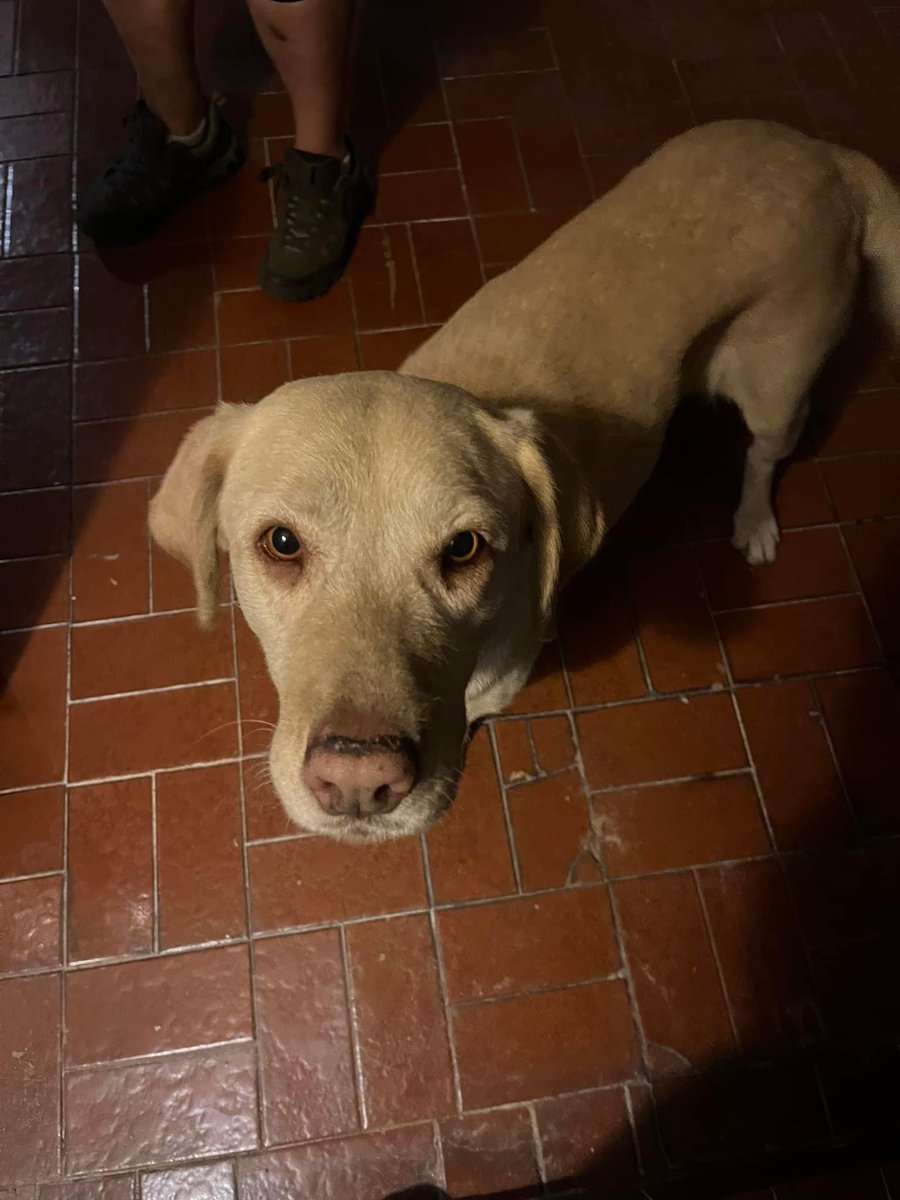 ALERTA SATÉLITE ❕ Esta perrita tipo labrador llegó hasta la puerta de la casa de una persona, pero no trae collar ni placa. Parece que es de casa. 📍Satélite, Edo. Méx. Porfis RT para ver si se comunican sus dueños ❤️🐶 @FundacionToby @HELA_MORE @UbicapetMexico @MascotasSismo