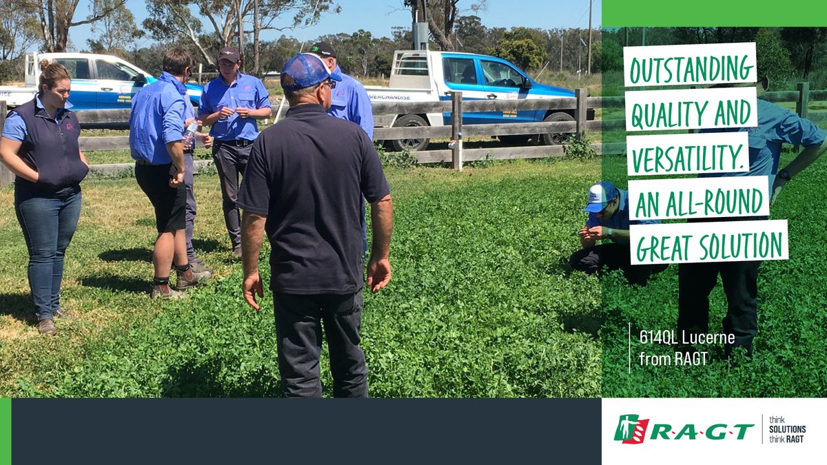 Looking for superb quality and versatility?
Check out 614QL Lucerne from RAGT - A great all-round solution.
ragt.au/promo-lucerne/
#RAGT #RAGTAU #argicultureaustralia #agronomy #ThinkSolutions #thinkRAGT #pasture #lucerne