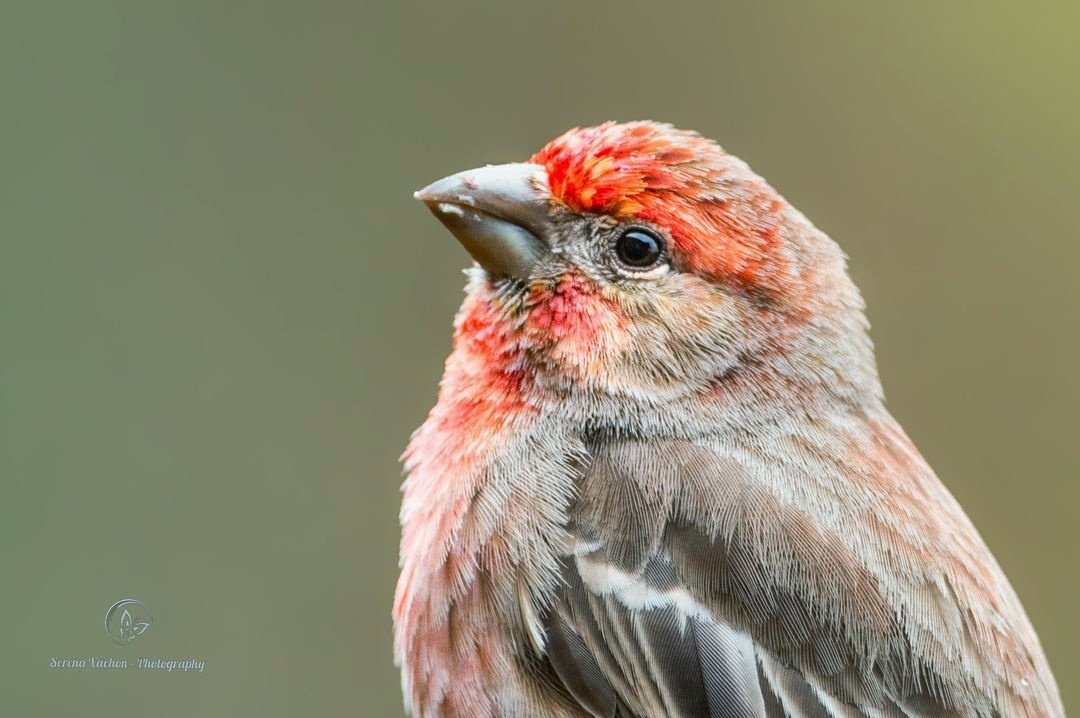 Pretty little house finch #birds #birdphotography #BirdsOfTwitter