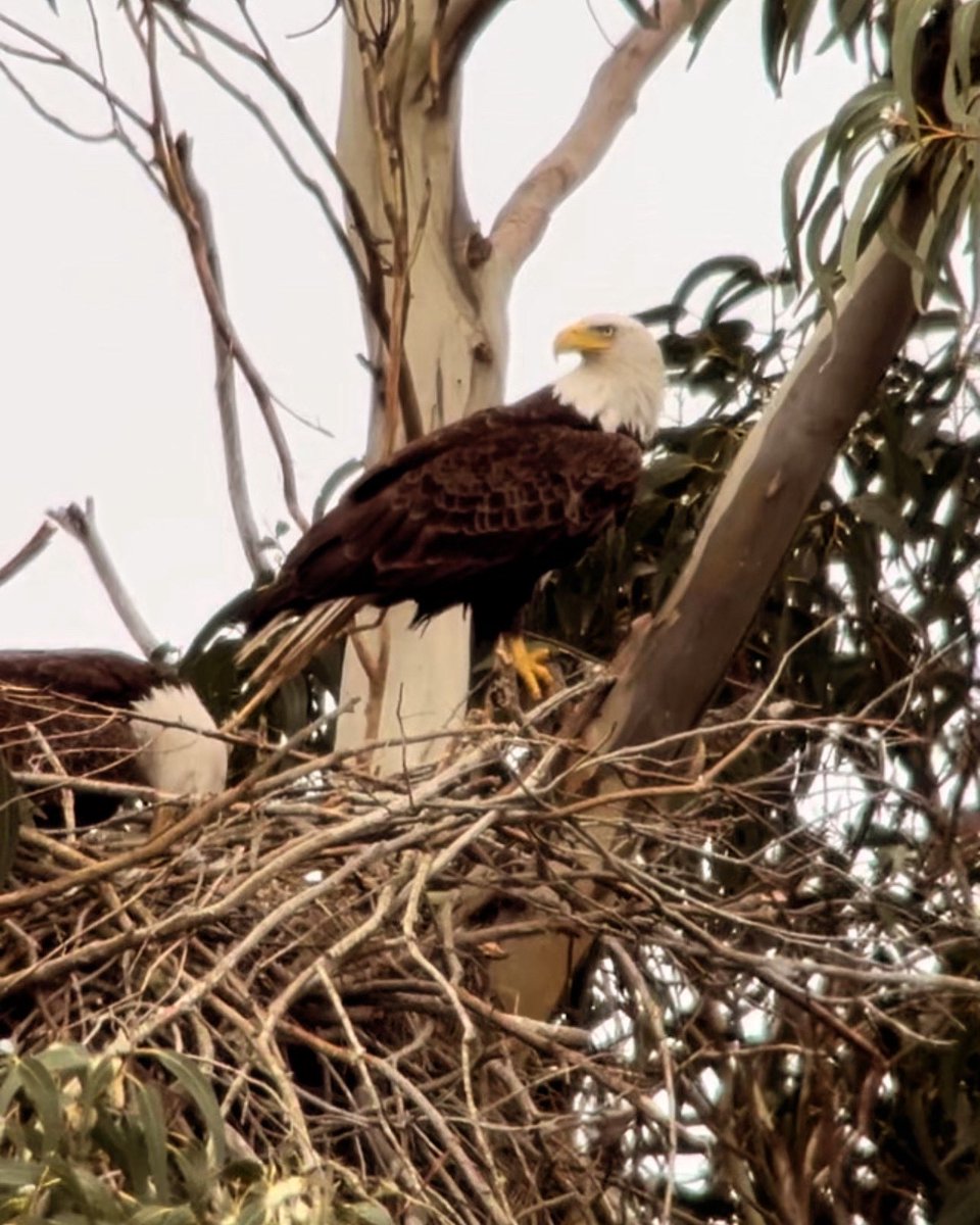 aratafarm's tweet photo. We are truly blessed to live where we live and have these beauties feel so comfortable to build their nest on our farm. #arataspumpkinfarm #aratas #baldeagle #wildlife #countryliving https://t.co/mhLLaIQ8Gk