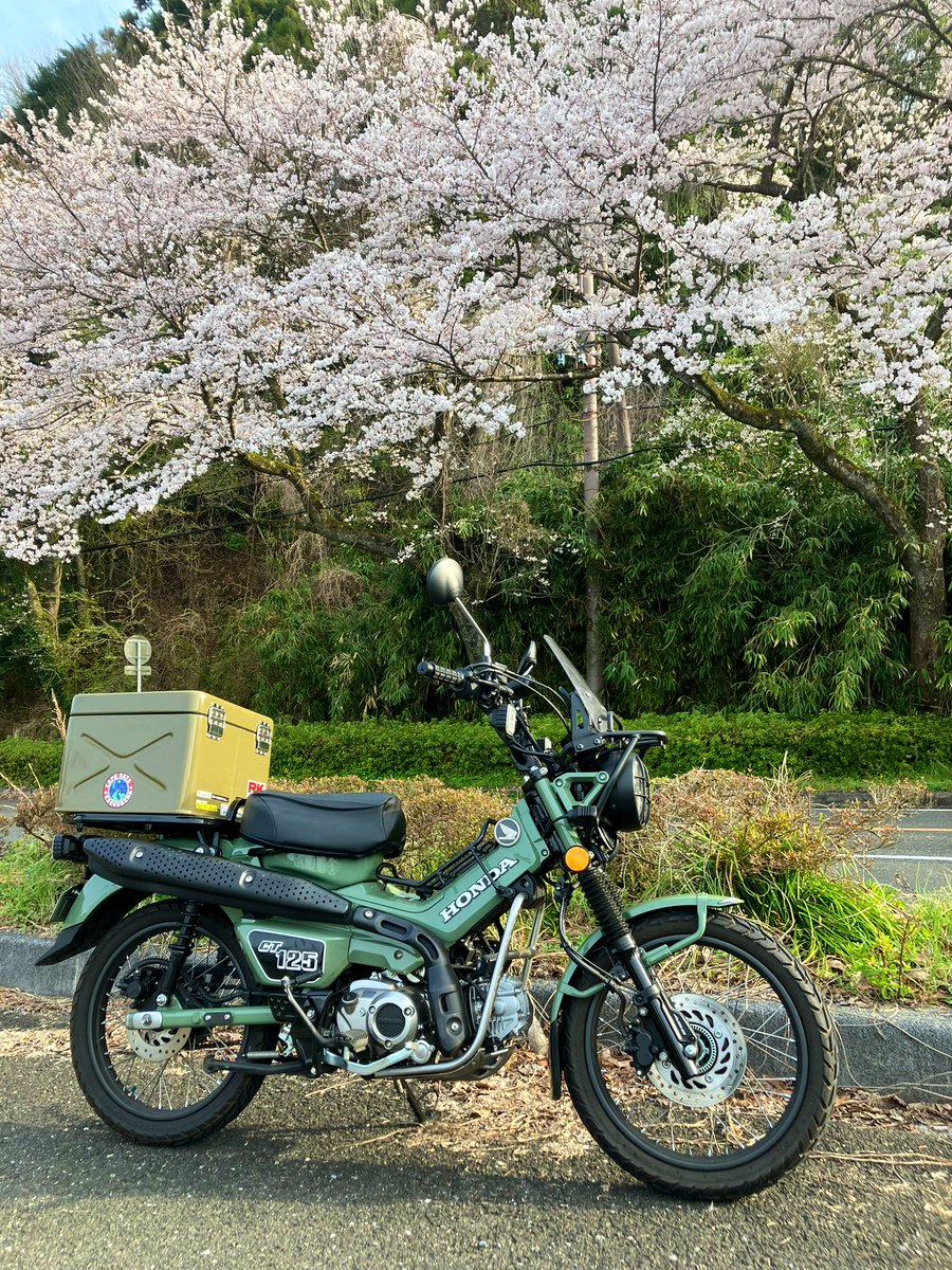 今年の桜も今週末には葉桜でしょうか…
パッと散ってしまう儚さが桜の良い所。
来年もCT125でお花見ツーリングしたいです。

 #桜と愛車