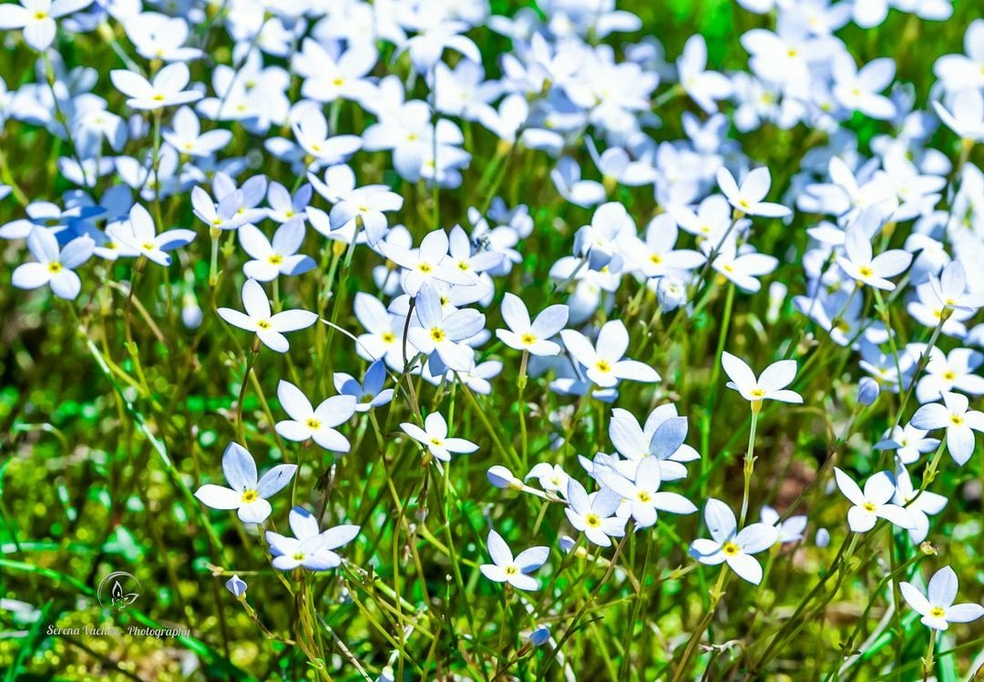 Wildflowers are everywhere! #spring #flowers #flowerphotography