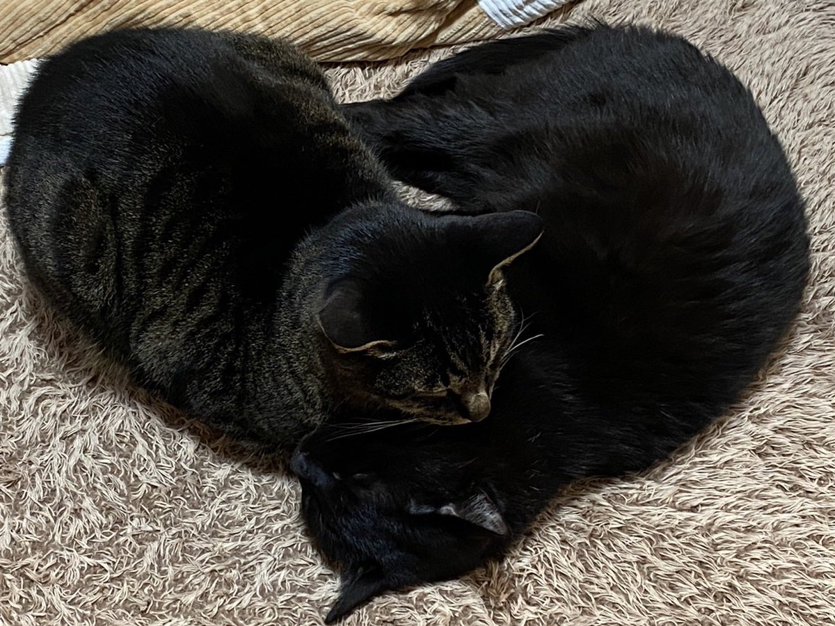 可愛いハート❤️

#ねこ　#キジトラ　#クロネコ　#ねこのいる暮らし  #猫のいるしあわせ