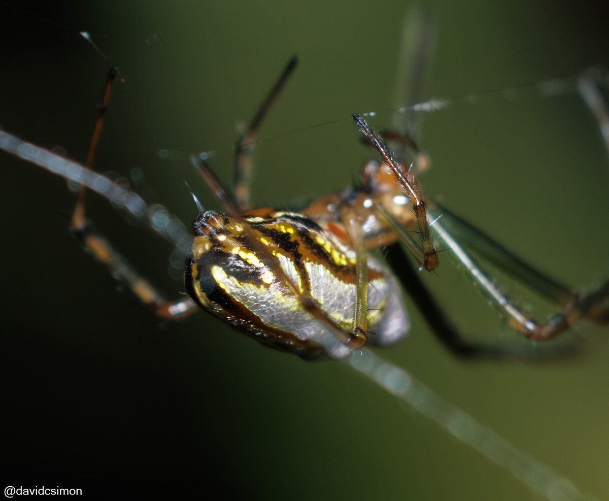 Silver Orb Spider (Leucauge dromedaria).