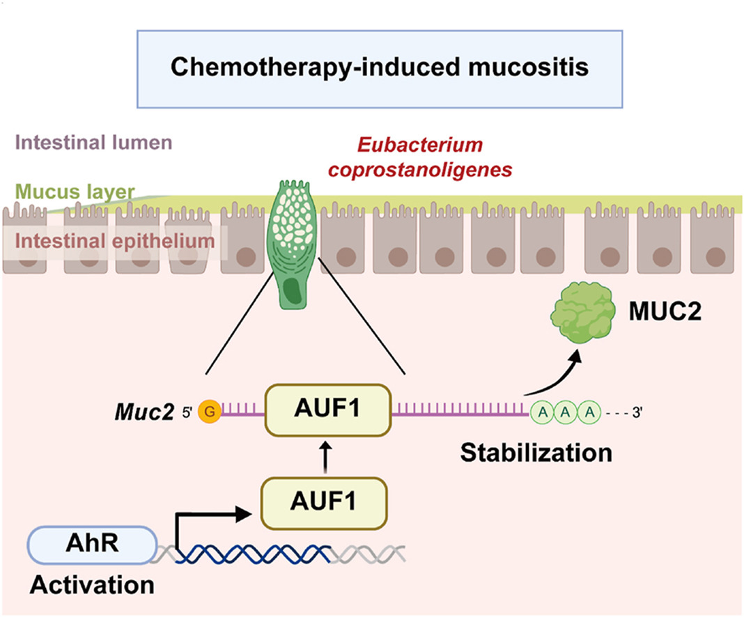 Article✍️#Eubacterium #coprostanoligenes alleviates #chemotherapy-induced intestinal #mucositis by enhancing intestinal mucus #barrier. From Dr. Lu @ChinaPharmaceuticalUniversity. sciencedirect.com/science/articl…