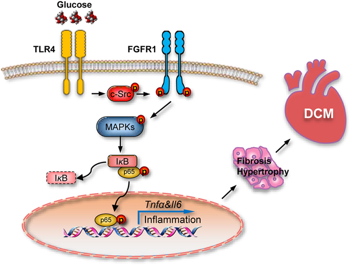 Article✍️#Hyperglycemia activates #FGFR1 via #TLR4/c-#Src pathway to induce #inflammatory #cardiomyopathy in #diabetes. From Dr. Liang @WenzhouMedicalUniversity; @ELSpharma. sciencedirect.com/science/articl…