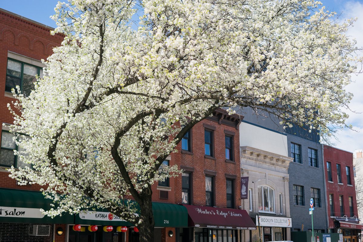 Brooklyn trees in bloom