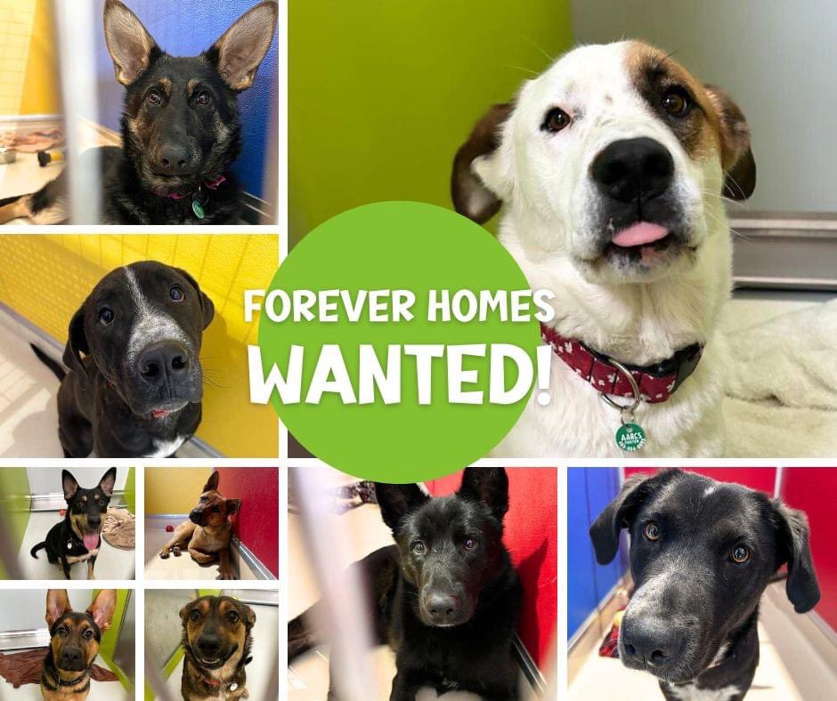 WANTED: LOVING FOREVER HOMES! 🏠💚 We’re having a meet and greet April 10 & 11 at our #yyc and #yeg shelters! Come by between 1 and 5pm to meet adoptable adult dogs and pups living at our shelters! 🐶 *Human visitors only, please!