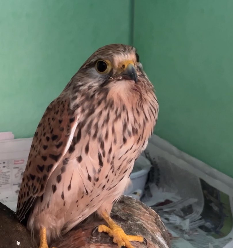 Martha the Kestrel is on cage rest for a fractured shoulder. There is no guarantee that this will heal but we are doing everything we can. She's very bright, feisty and obviously cute , fingers crossed for Martha xxx