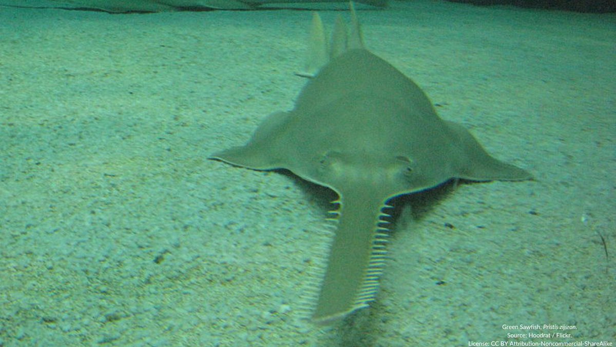 NEW STUDY: Effects of coastal development on sawfish movements - Need for marine animal crossing solutions Lear et al. compared catch rates & movement behaviour (via acoustic telemetry) of juvenile sawfish before/after construction in a nursery habitat. doi.org/10.1111/cobi.1…