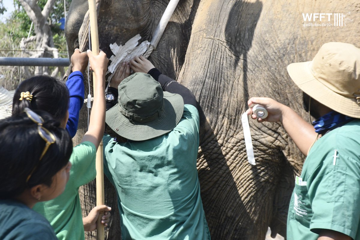 🐘✨ มาทำเล็บให้โชคดีกัน! 🦶 รู้หรือไม่ว่าการขลิบเล็บและขัดเซลล์ผิวหนังที่ตายออก ช่วยหลีกเลี่ยงการติดเชื้อโรค และทำให้เคลื่อนไหวได้สะดวกขึ้น โดยเฉพาะกับโชคดีที่อายุประมาณ 60 ปี ขอขอบคุณทุกท่านที่คอยสนับสนุนโชคดีเสมอมา 🌿🙏