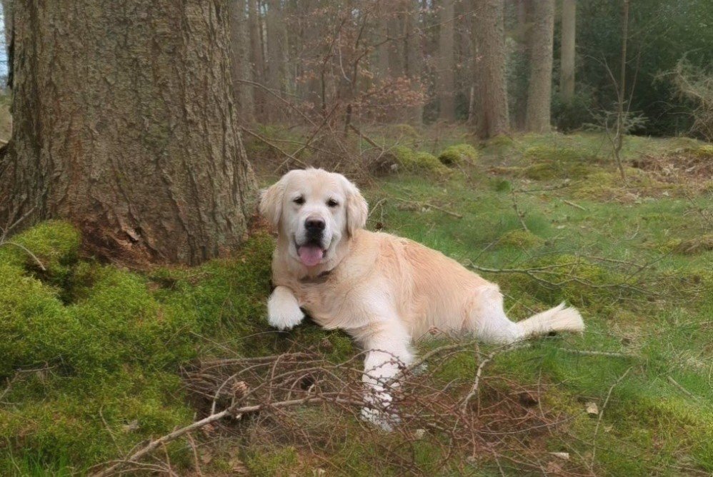 What a difference a day makes 🥺. It's absolutely lashing rain ☔ and I'm not looking forward to the long drive to Aberdeen hospital with hubby this afternoon 😩 #TongueoutTuesday photo taken yesterday evening of PGOF chillaxing in the forest.