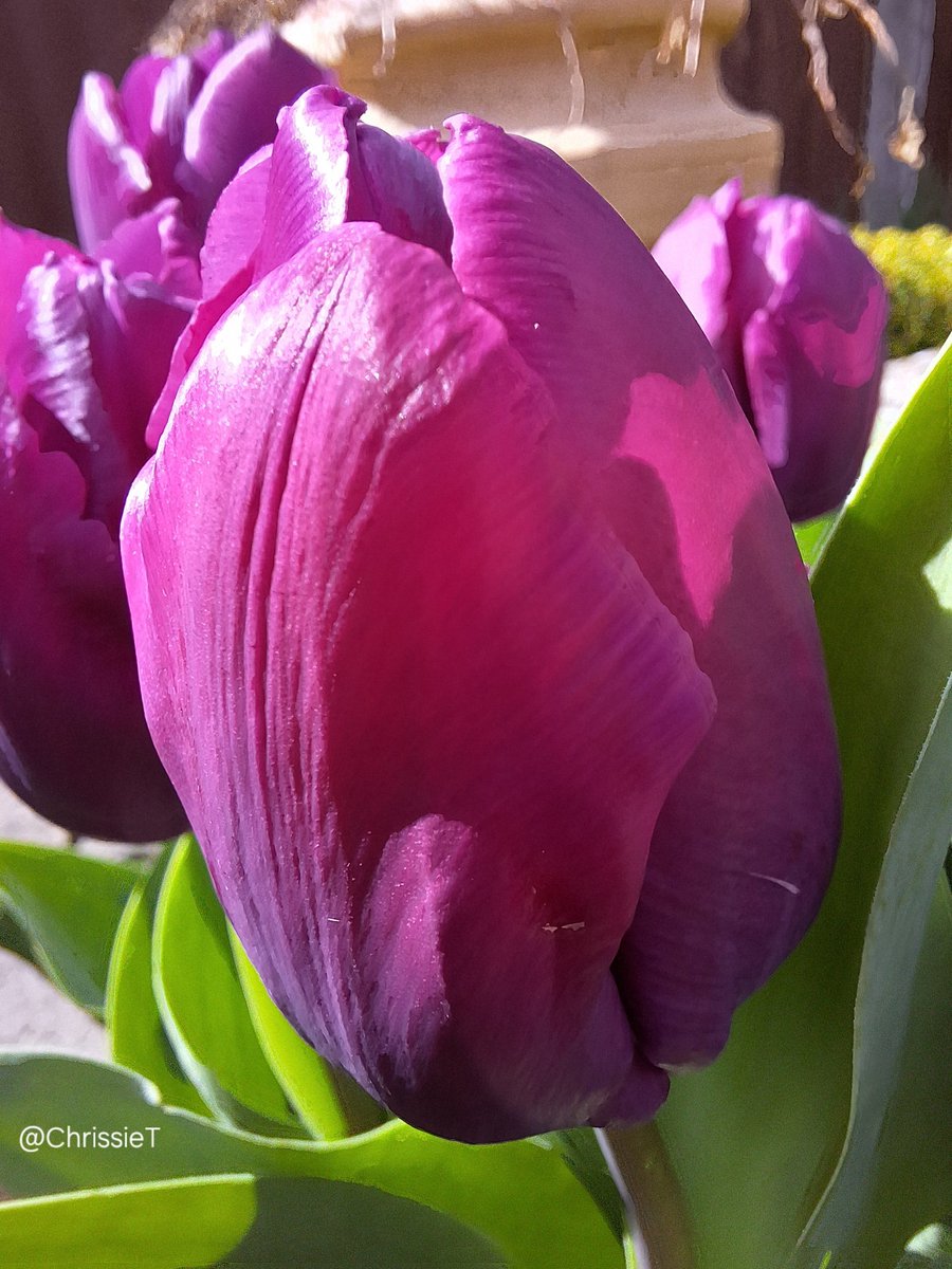 Chrissie Taylor tweet media