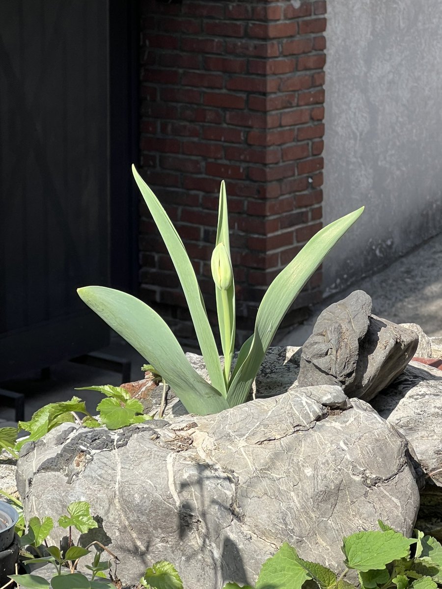 작년에 수확하면서 못나게 생겼다고 대충 던져놓은 튤립이 훌륭하게 자라는 중. 진짜 자연은 위대하고 가장 못난 건 나