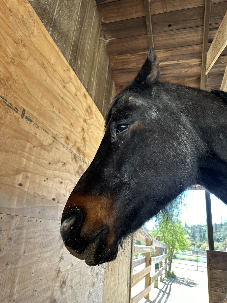 I had to carry dad around all weekend, so he got me a massage today.  #DerpyPony