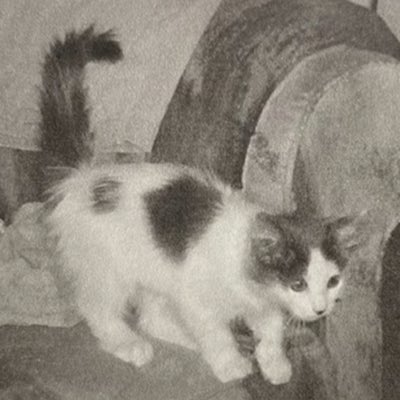 I Dream Of Snoopy tweet media