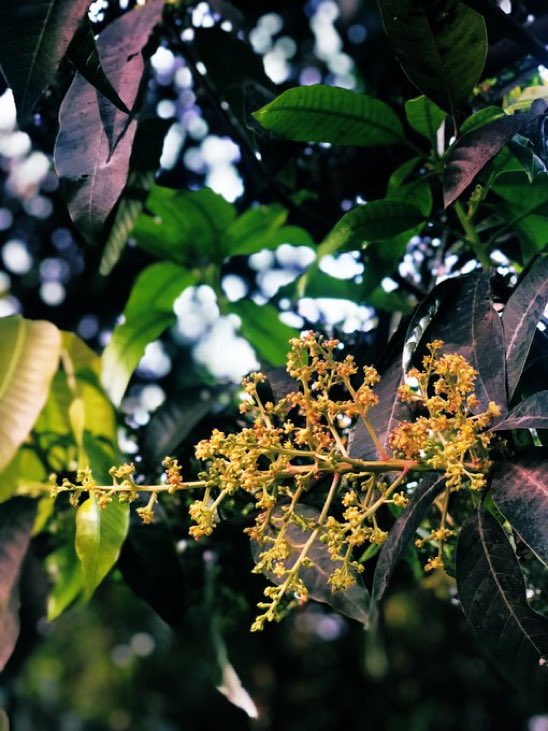 Mango trees have got laden with inflorescences of tiny pale-white flowers these days. The inflorescences of Mango are commonly called ‘Baur’ or ‘Manjari’. They are famous for their intoxicating fragrance. Do you know that Mango is native to India?