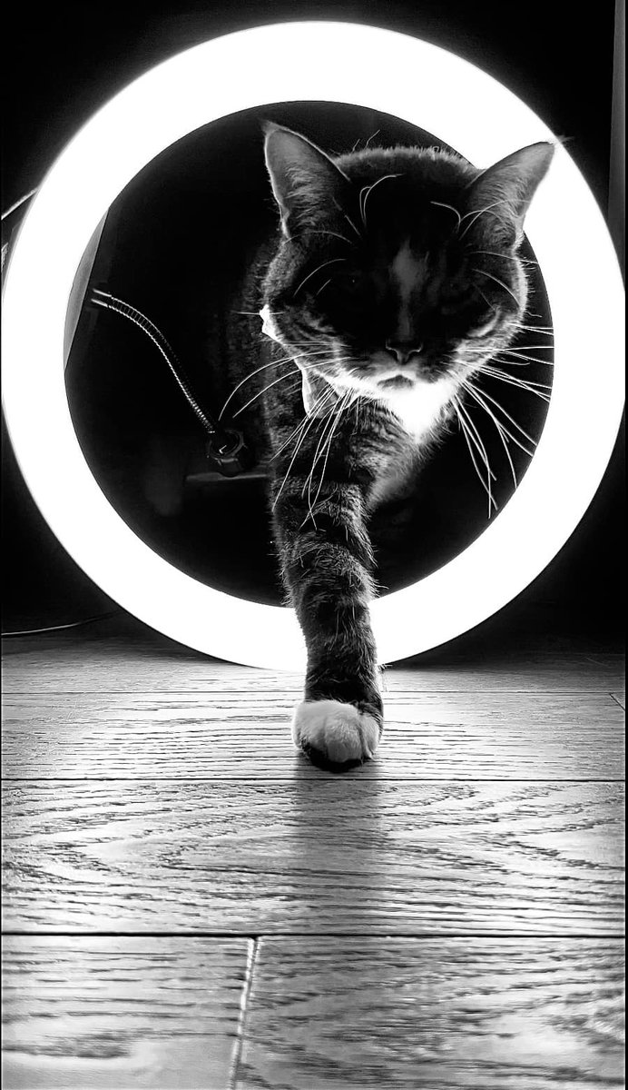 I think this kitty ring light eclipse may be better than the solar eclipse, but maybe that's just me :-) facebook.com/photo/?fbid=72…
